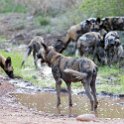 ZMB NOR SouthLuangwa 2016DEC10 NP 032 : 2016, 2016 - African Adventures, Africa, Date, December, Eastern, Month, National Park, Northern, Places, South Luangwa, Trips, Year, Zambia